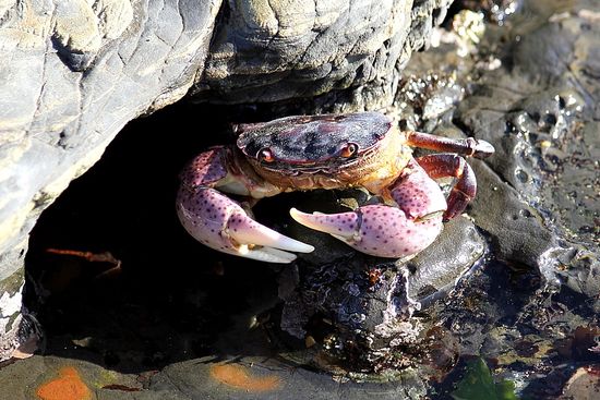 Crab Point Lobos