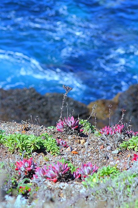 Vegetation Point Lobos