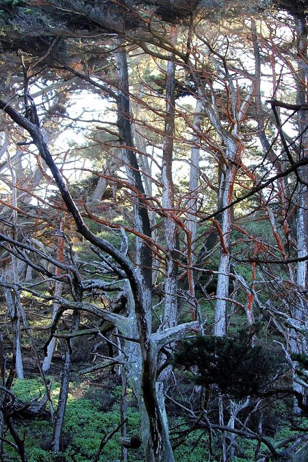 Point Lobos State Reserve