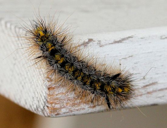 yellow and black caterpillar