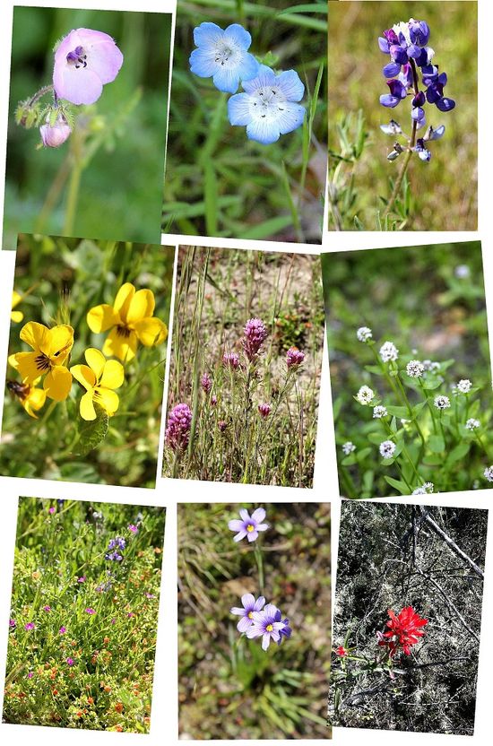 Toro Park Wildflowers