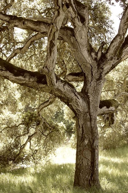 Toro County Park