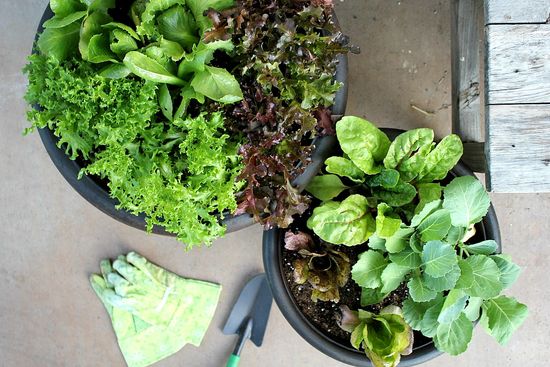 Potting lettuce