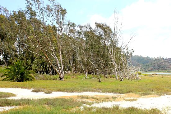 Batiquitos Lagoon Trail