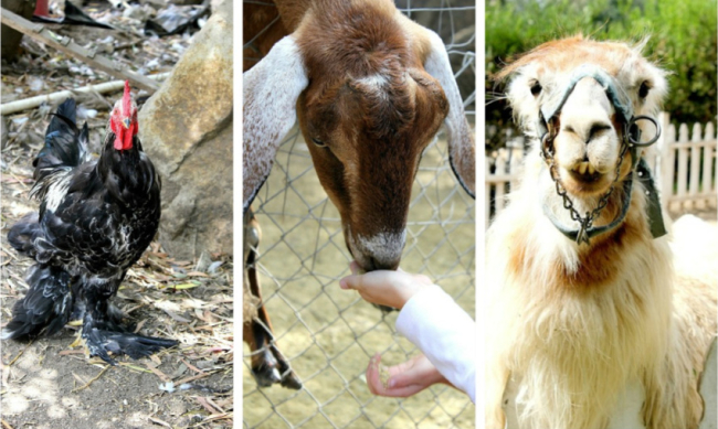 Petting zoo san diego