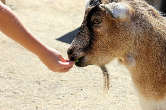 Zoomars animal feeding