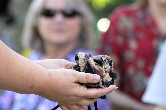 sugar glider