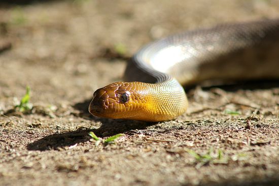 Australian non poisonous snake