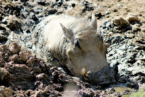 warthog