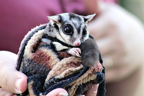 Australian Sugar Glider