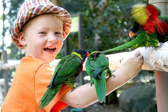 feeding lorikeet