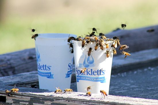 bee swarm