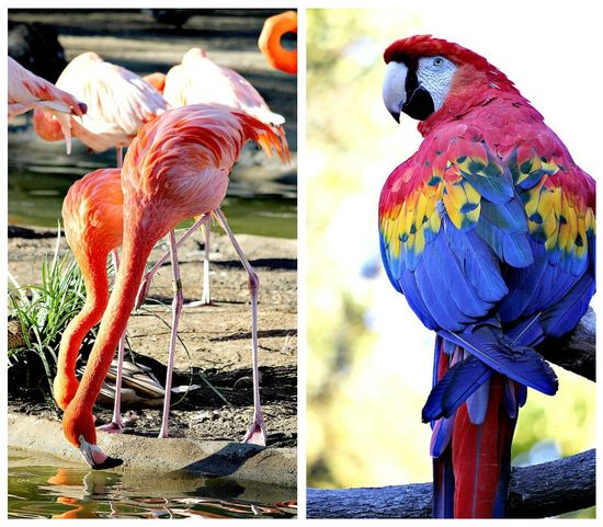 Birds at the San Diego Zoo