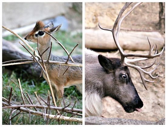 Reindeer at the San Diego Zoo