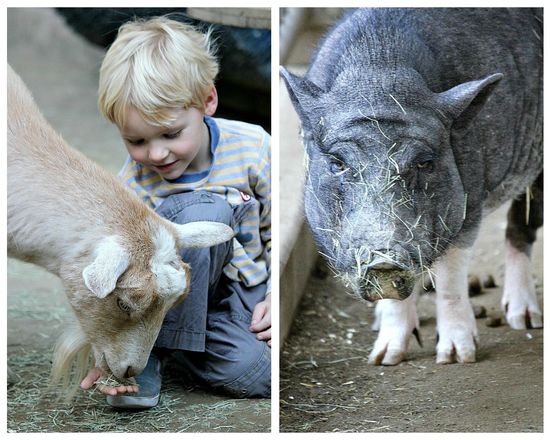 Petting zoo San Diego Zoo