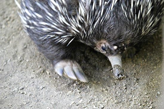 Echidna San Diego Zoo