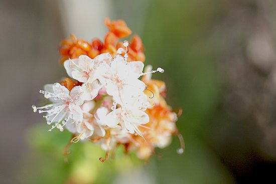 Torrey Pines wildflowers