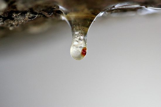 tree sap