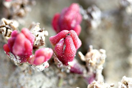 Torrey Pines beach flora