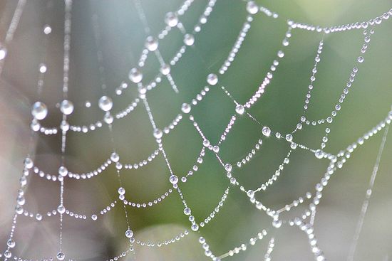 picture of a web