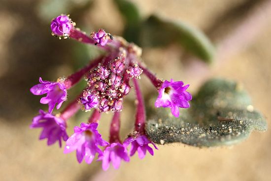 wildflowers Torrey Pines