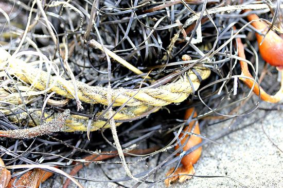 rope and seaweed