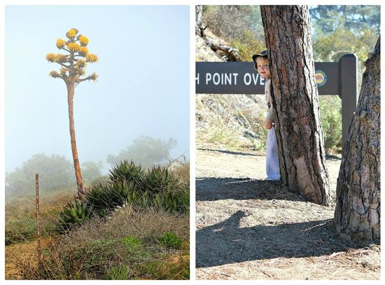 Torrey Pines hike