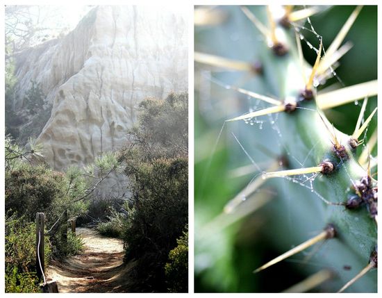 Nature at Torrey Pines