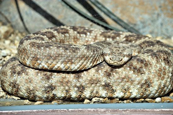 san diego zoo rattlesnake