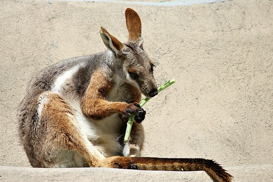 san diego zoo wallaby