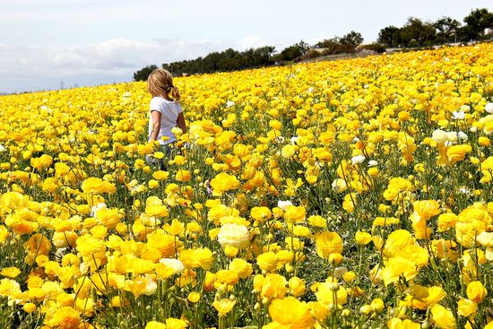 flowers in a field