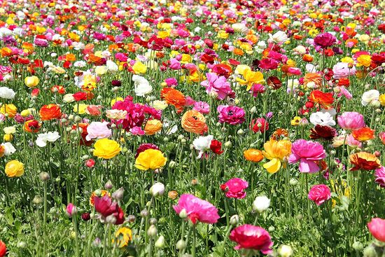 flower fields