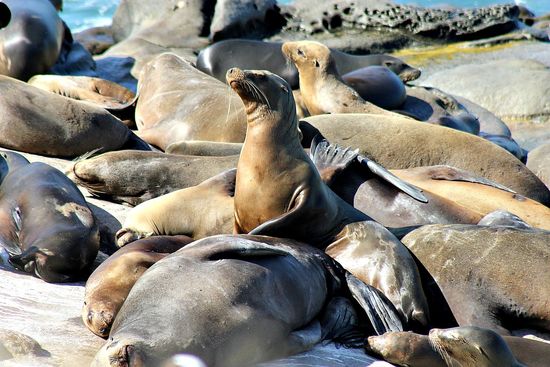 la jolla