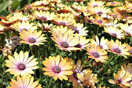 carlsbad flower fields