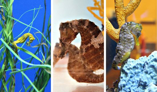 Seahorse birch aquarium