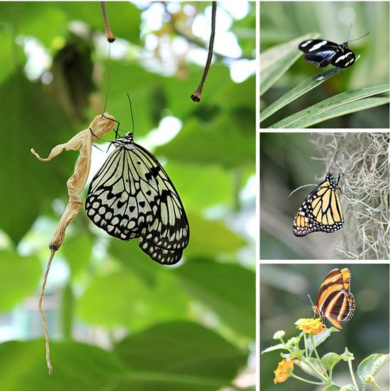 Butterfly jungle