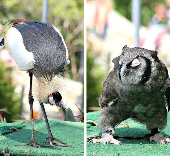 Safari park bird show