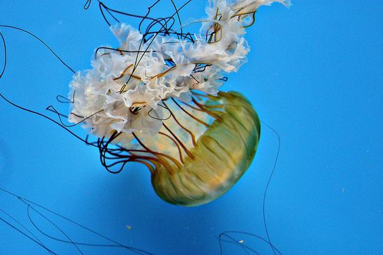 jellyfish birch aquarium
