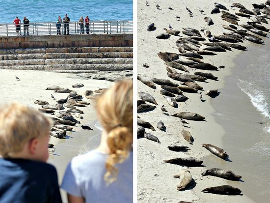 La jolla cove