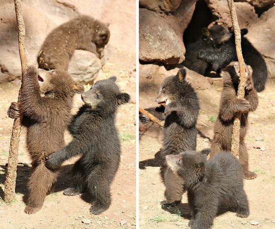 Bear cubs