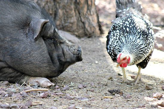 Bearizona petting zoo