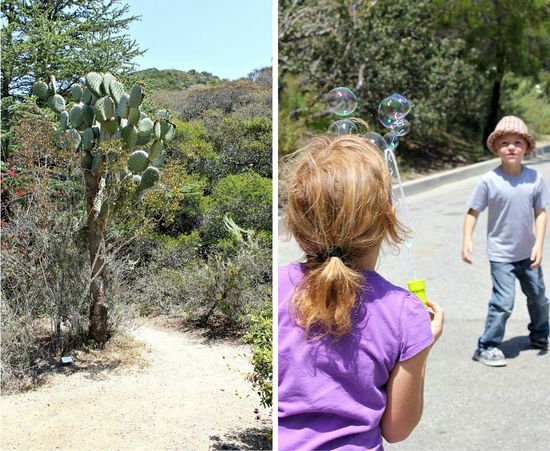 Botanical gardens catalina