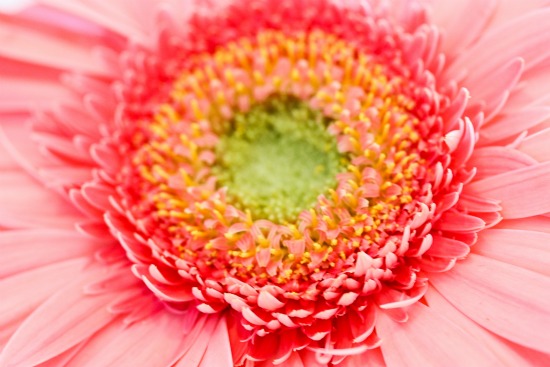 Gerbera close up