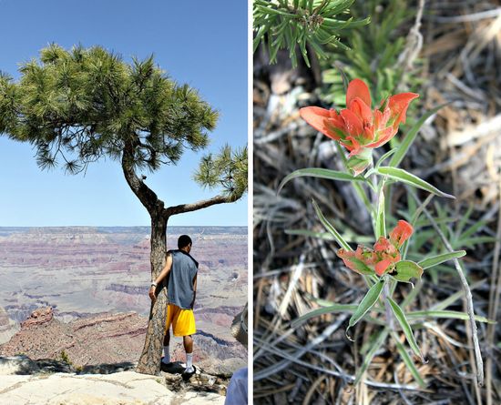 Grand canyon wildflowers