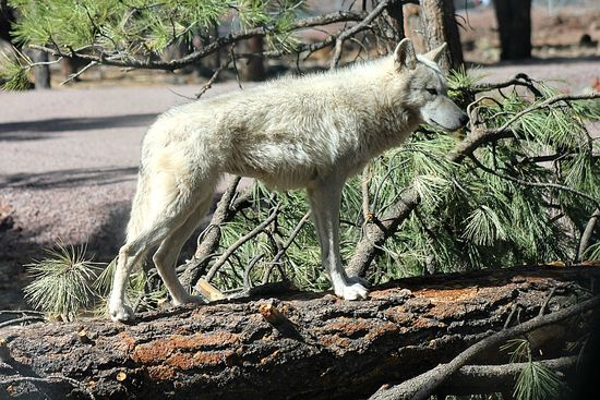 Bearizona wolf