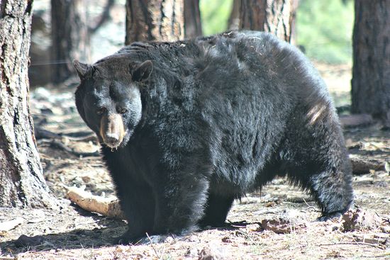 Bearizona black bear