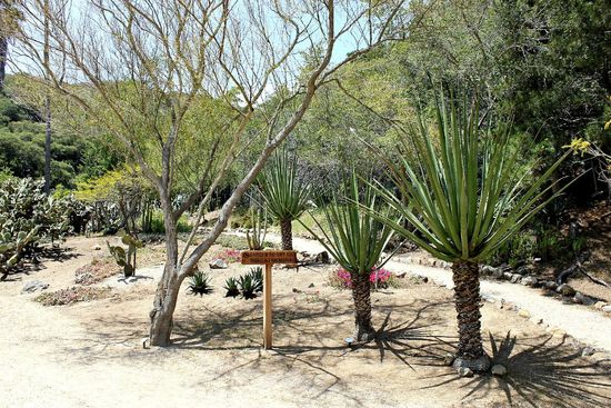 catalina botanical gardens