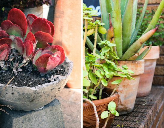 Plants potted