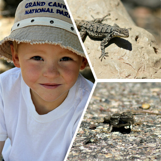 Grand Canyon lizards