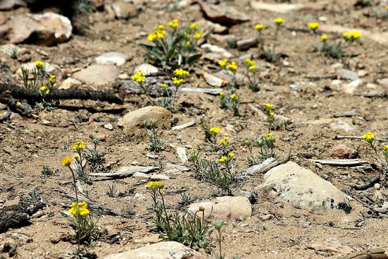 grand canyon wildflowers